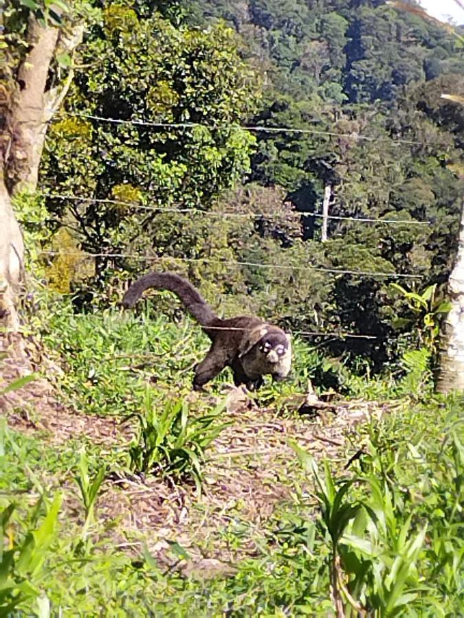 Bosque Del Rio Monteverde